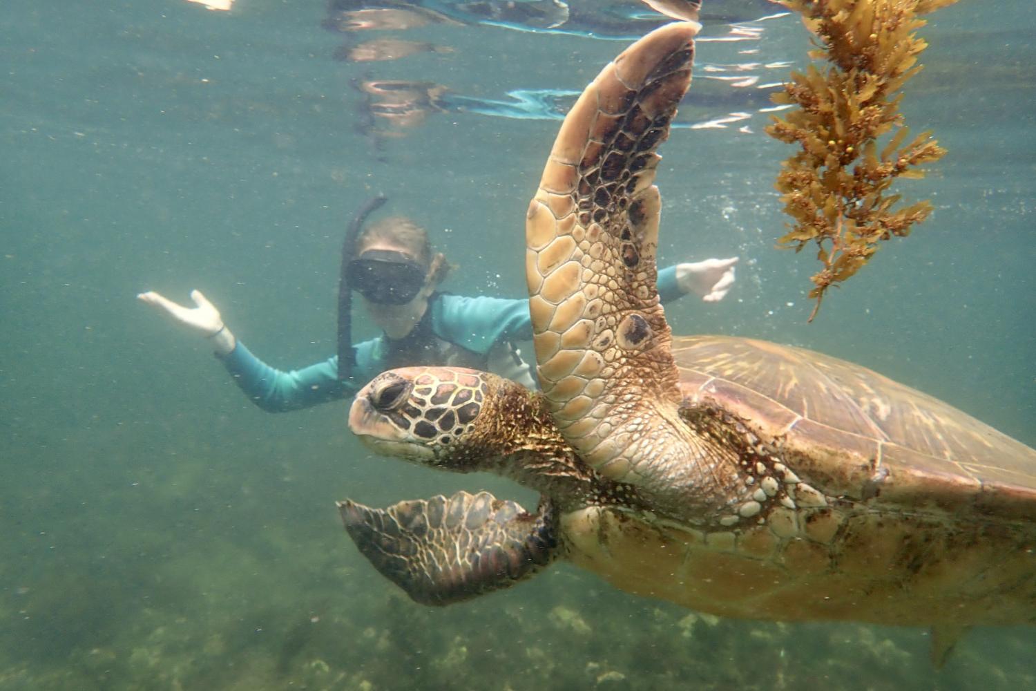一名<a href='http://ez4.4dian8.com'>博彩网址大全</a>学生在Galápagos群岛游学途中与一只巨龟游泳.